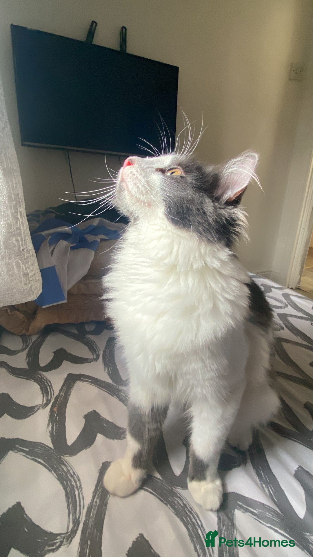 Domestic Shorthair cats for sale: FREE Milo LONGHAIRED - Image 4