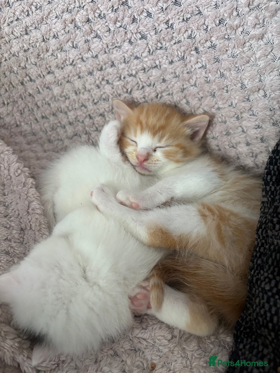 Ragdoll cats for sale: Gorgeous ragdoll cross kittens  - Image 5