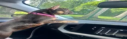 French Bulldog dogs for sale: MAEVE - Advert 3