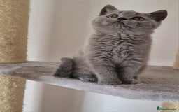 British Shorthair cats for sale: Tica Registered Blue British Shorthair kittens - Image 17