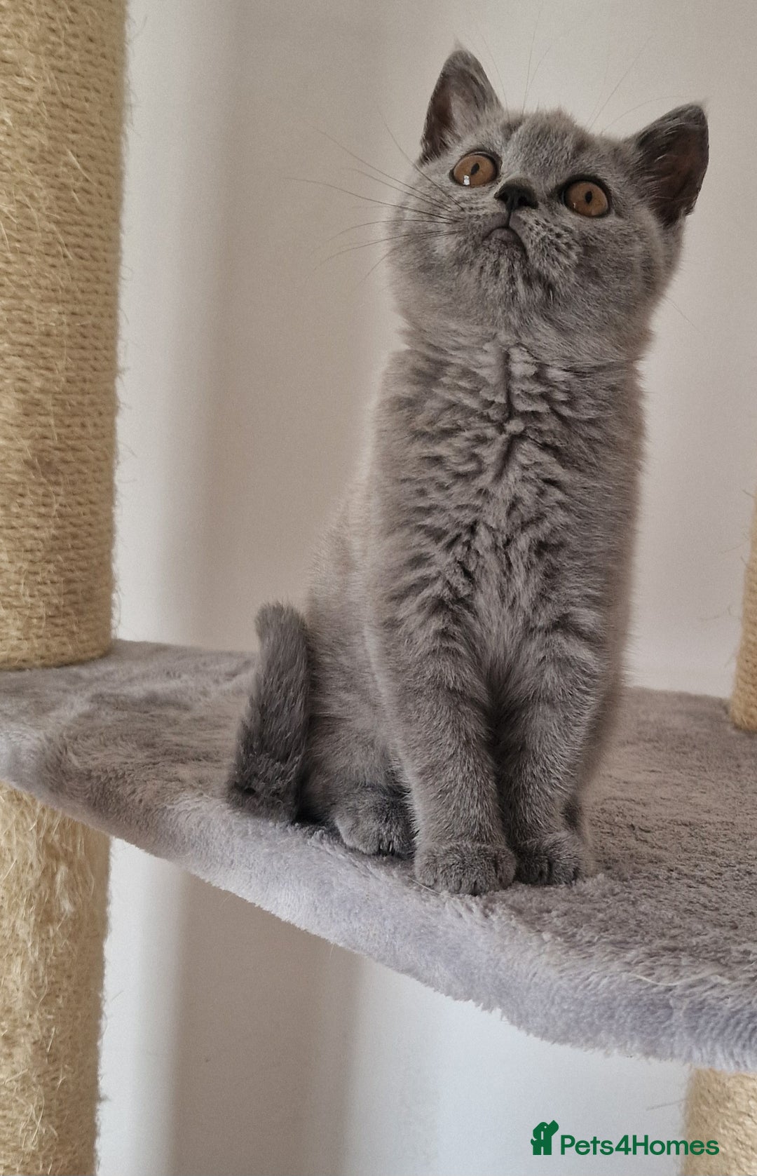 British Shorthair cats for sale: Tica Registered Blue British Shorthair kittens - Image 17