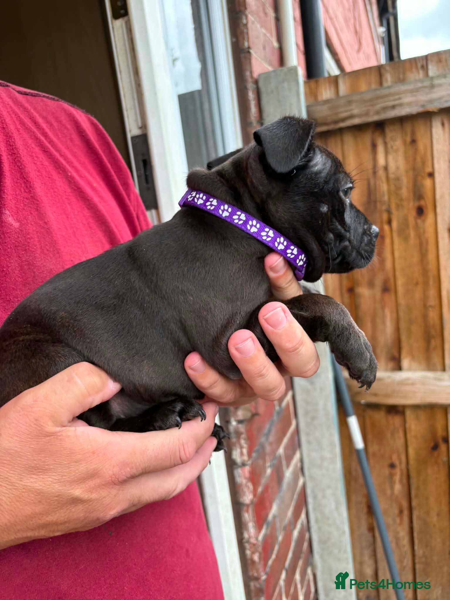Staffordshire Bull Terrier dogs Kc reg Staffordshire bull terrier pups  - Advert 1