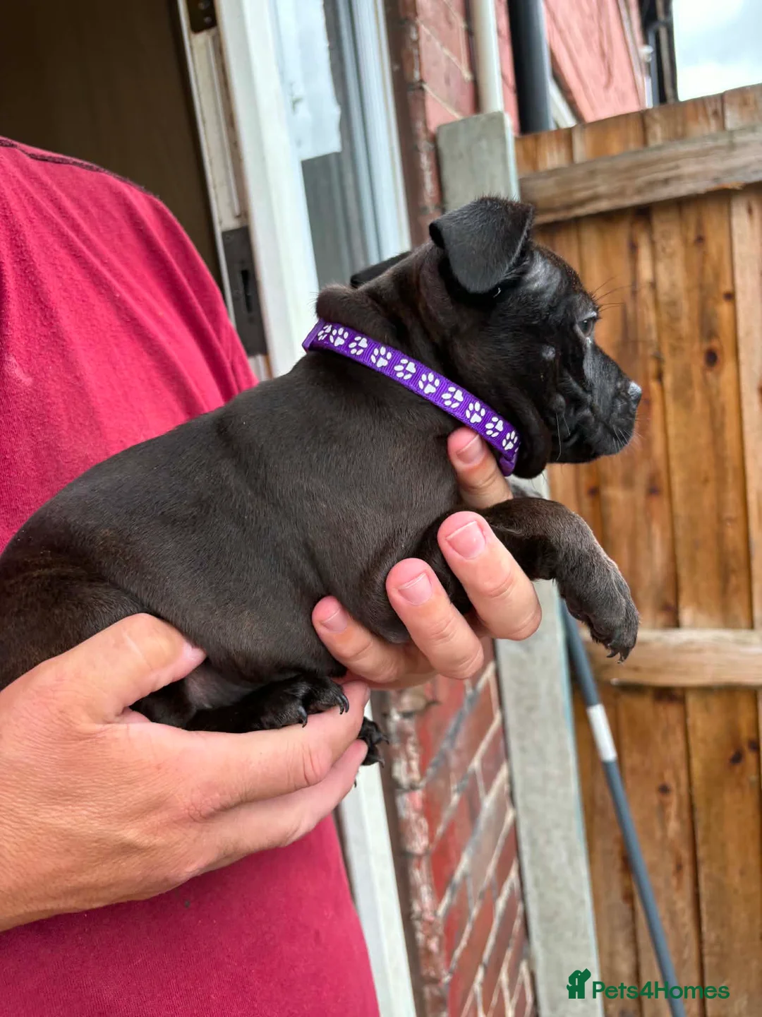 Staffordshire Bull Terrier dogs for sale: Kc reg Staffordshire bull terrier pups  in Leeds - Advert 1