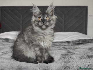 Maine Coon cats European Maine coon Kittens - Advert 12