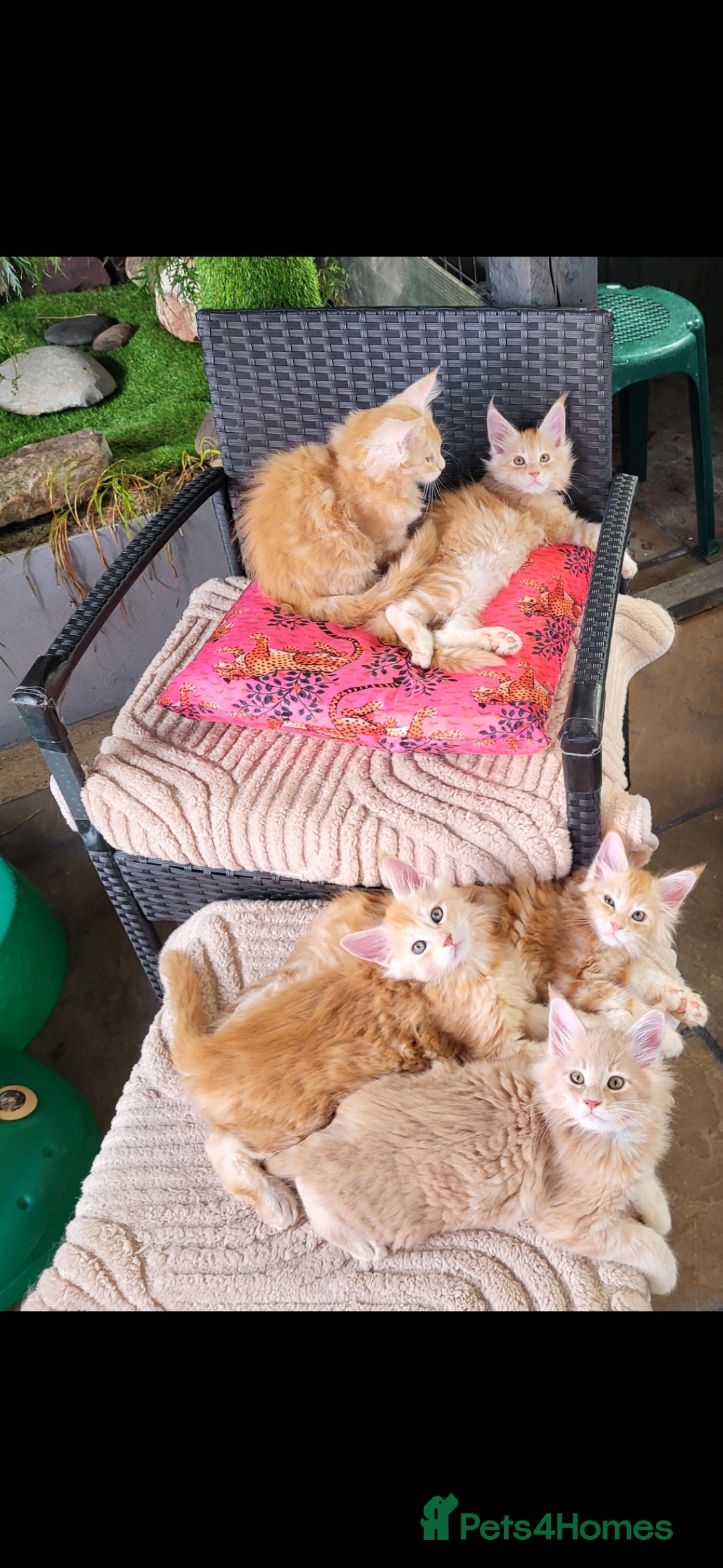 Maine Coon cats Maine Coon kittens for sale CF81  - Advert 1
