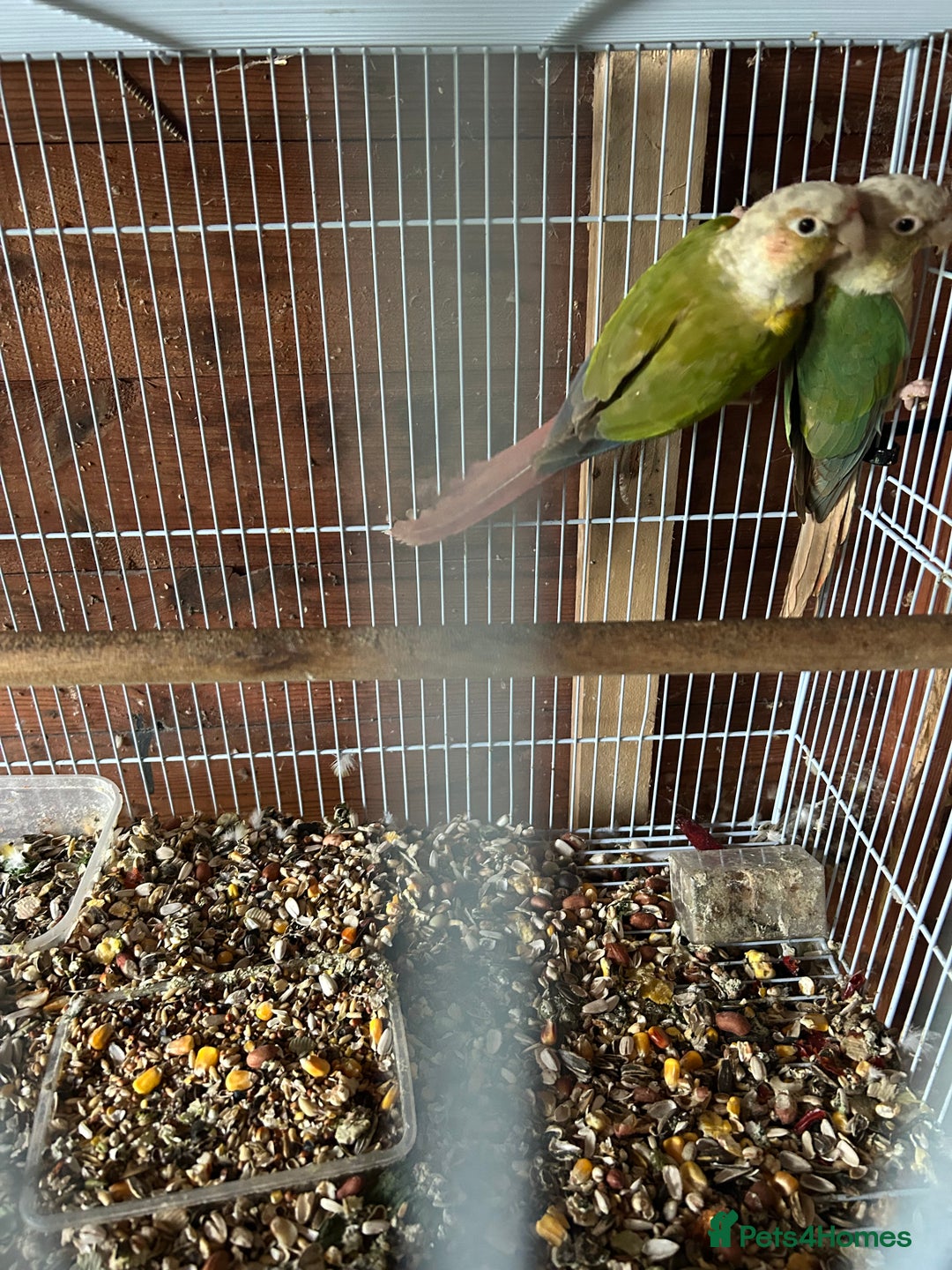 Ringnecks birds for sale: Ringnick proven breeding pairs  - Advert 2