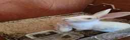 Mixed Breed rabbits for sale: 3/4 New Zealand white 1/4 Flemish Giant litter - Advert 1