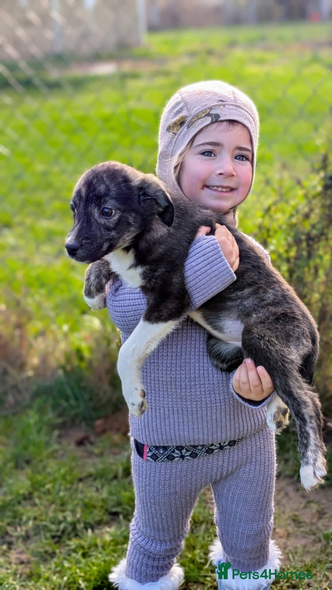 Mixed Breed dogs for adoption: Little Lolly is looking for her family!  - Advert 5