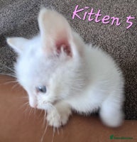 Mixed Breed cats - Advert 7