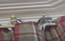 Cockatiels birds for sale: 8 month old cockatiels male and female  - Image 2