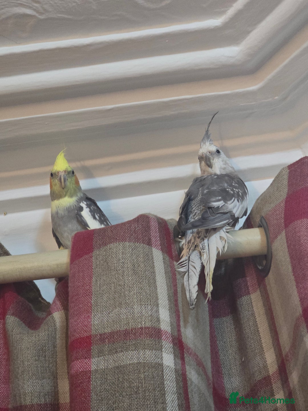 Cockatiels birds for sale: 8 month old cockatiels male and female  - Image 2