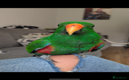 Parrots birds for sale: Male Eclectus  - Image 8