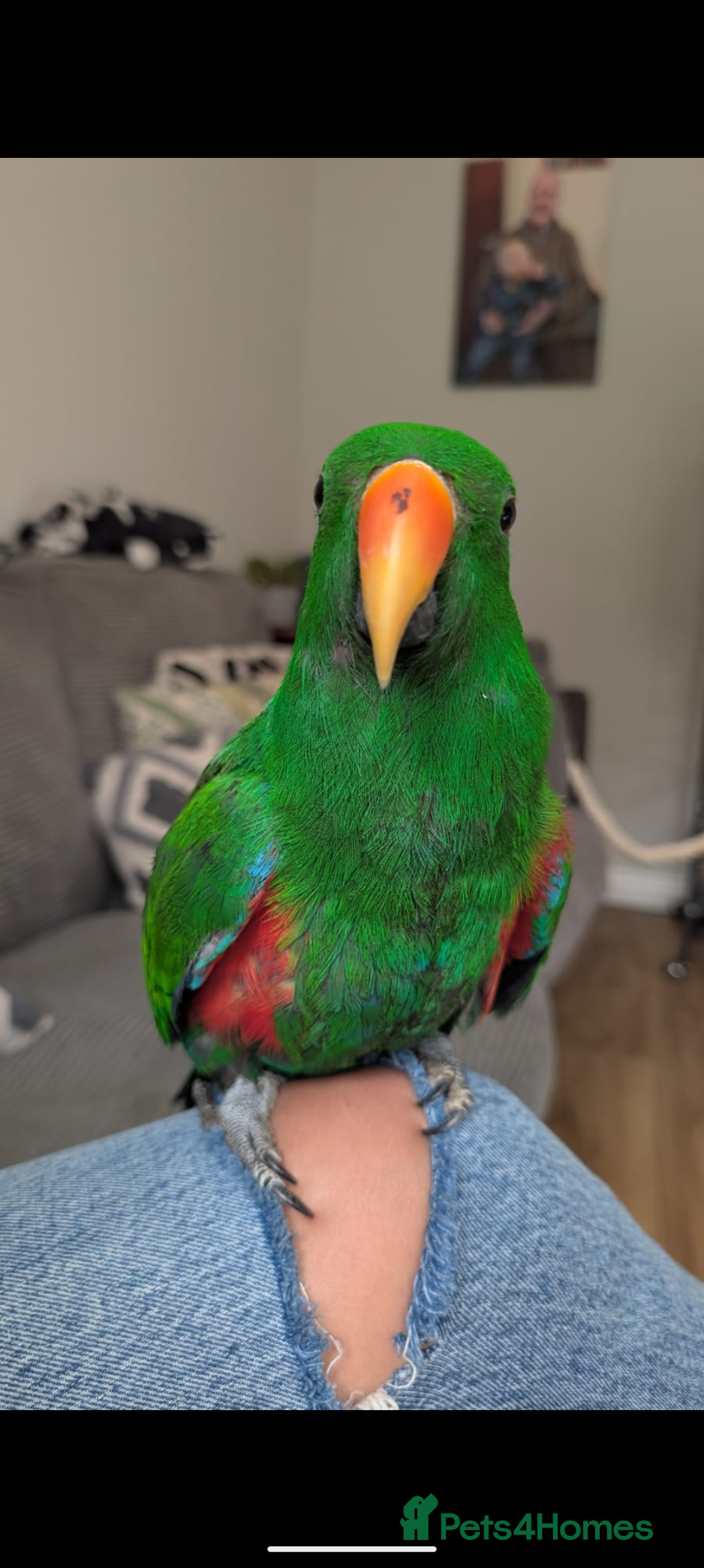 Parrots birds for sale: Male Eclectus  - Image 8