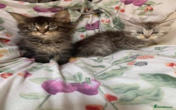 Maine Coon cats for sale: Maine coon kittens for sale - Image 4