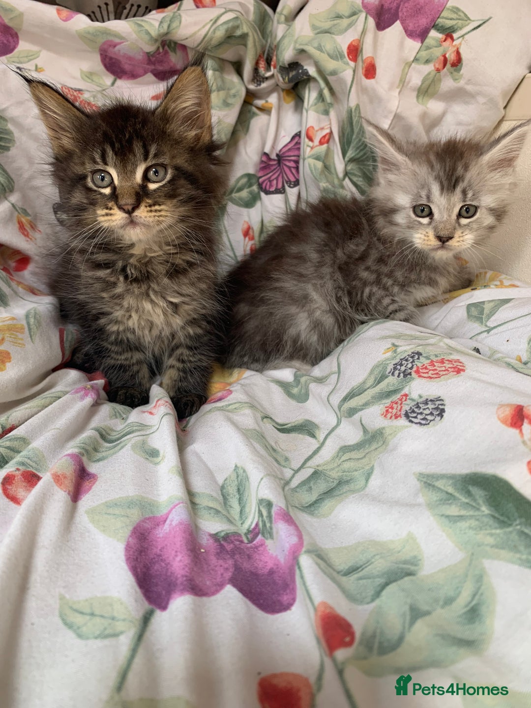Maine Coon cats for sale: Maine coon kittens for sale - Image 4
