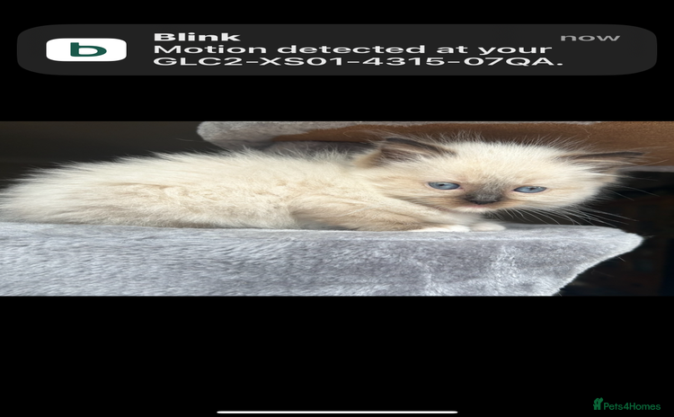 Ragdoll cats - Advert 4