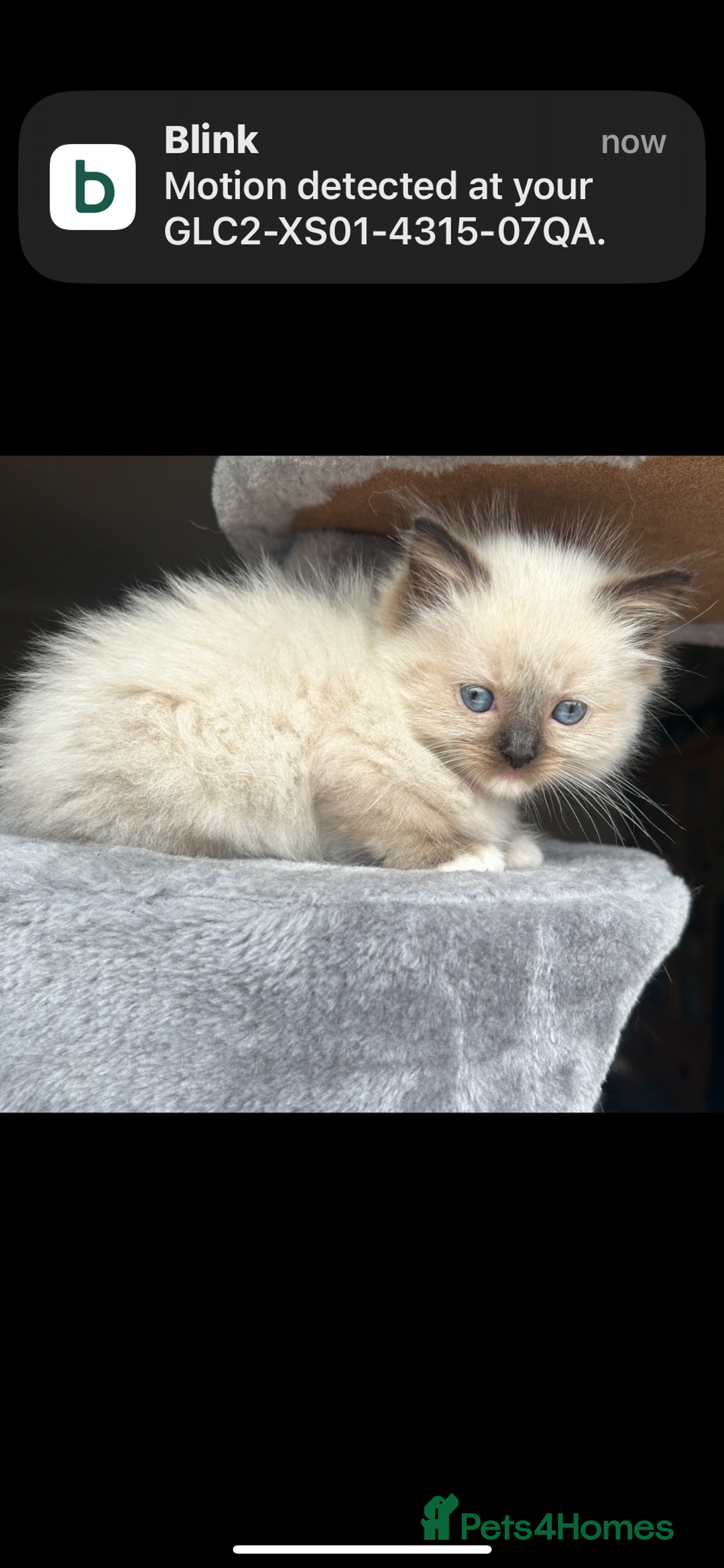 Ragdoll cats for sale: Ragdoll kittens - Image 21