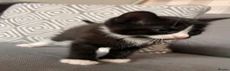 Scottish Fold cats for sale: Scottish and british kittens - Advert 18