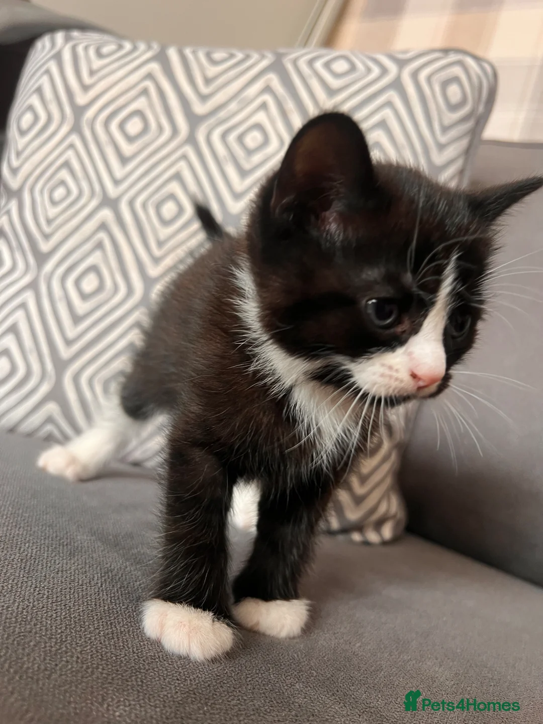 Scottish Fold cats for sale: Scottish and british kittens - Advert 23