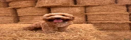 Cockapoo dogs for stud: Kobe 🌟 Stunning F1 miniature cockapoo for stud - Advert 2