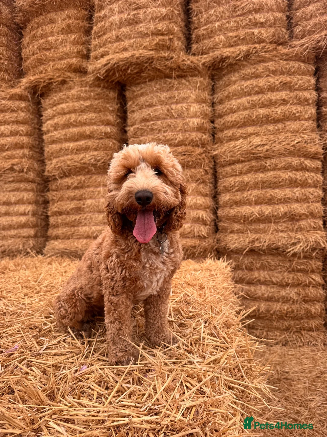 Cockapoo dogs for stud: Kobe 🌟 Stunning F1 miniature cockapoo for stud - Advert 2