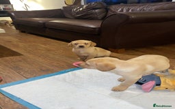 Labrador Retriever dogs for sale: Chunky Labradors ready now - Image 21