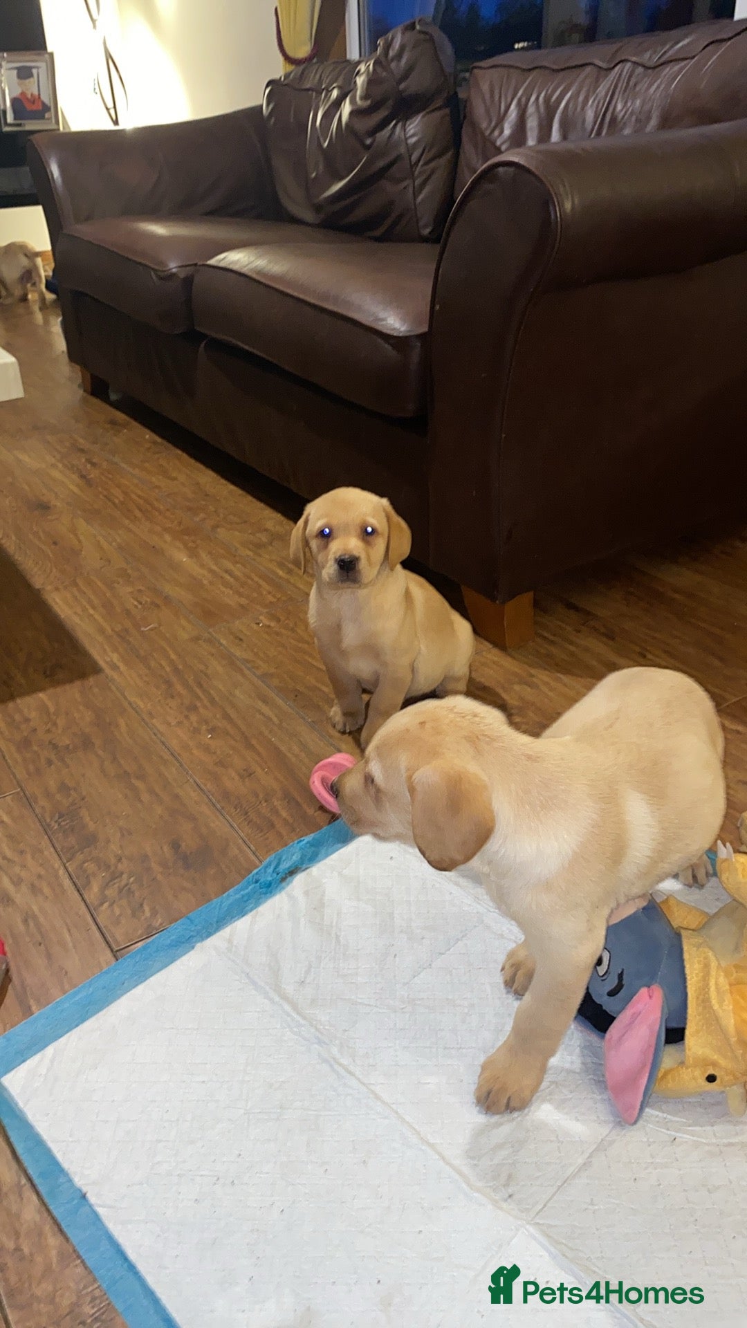 Labrador Retriever dogs for sale: Chunky Labradors ready now - Image 21