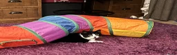 Mixed Breed cats for sale: Mavis - Advert 4