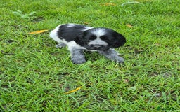 Cocker Spaniel dogs for sale: KC Reg Show Type Cockers - Advert 5