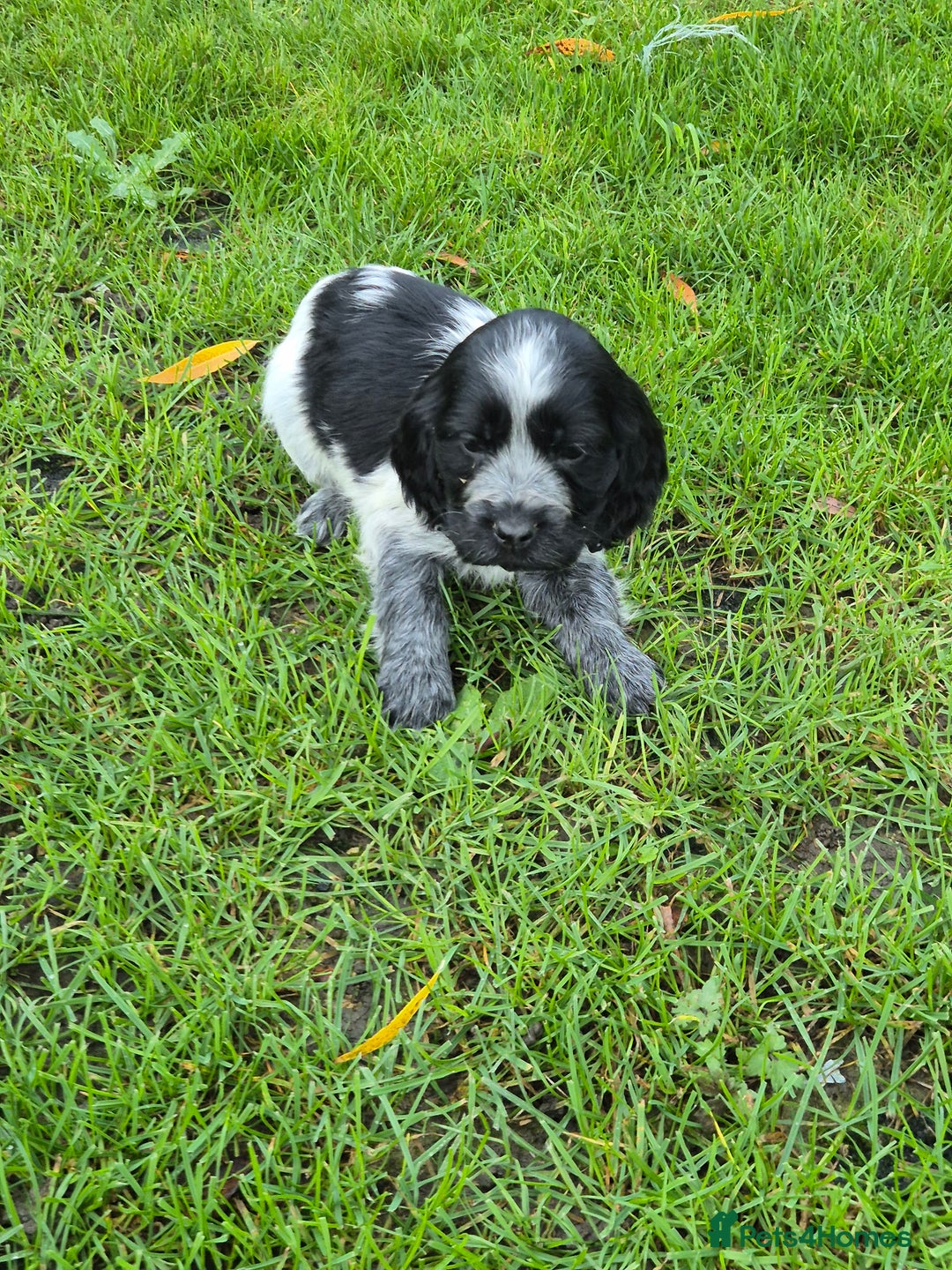 Cocker Spaniel dogs for sale: KC Reg Show Type Cockers - Advert 5