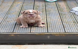 English Bulldog dogs for stud: Red Bulldog Stud - Image 17