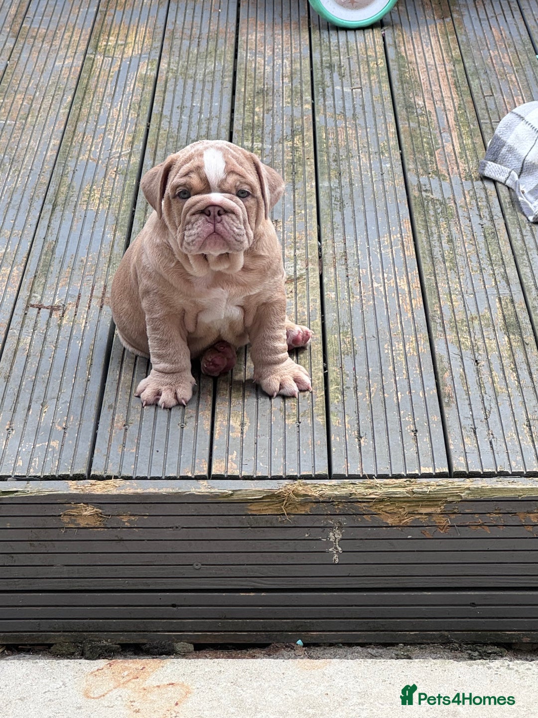 English Bulldog dogs for stud: Red Bulldog Stud - Image 17