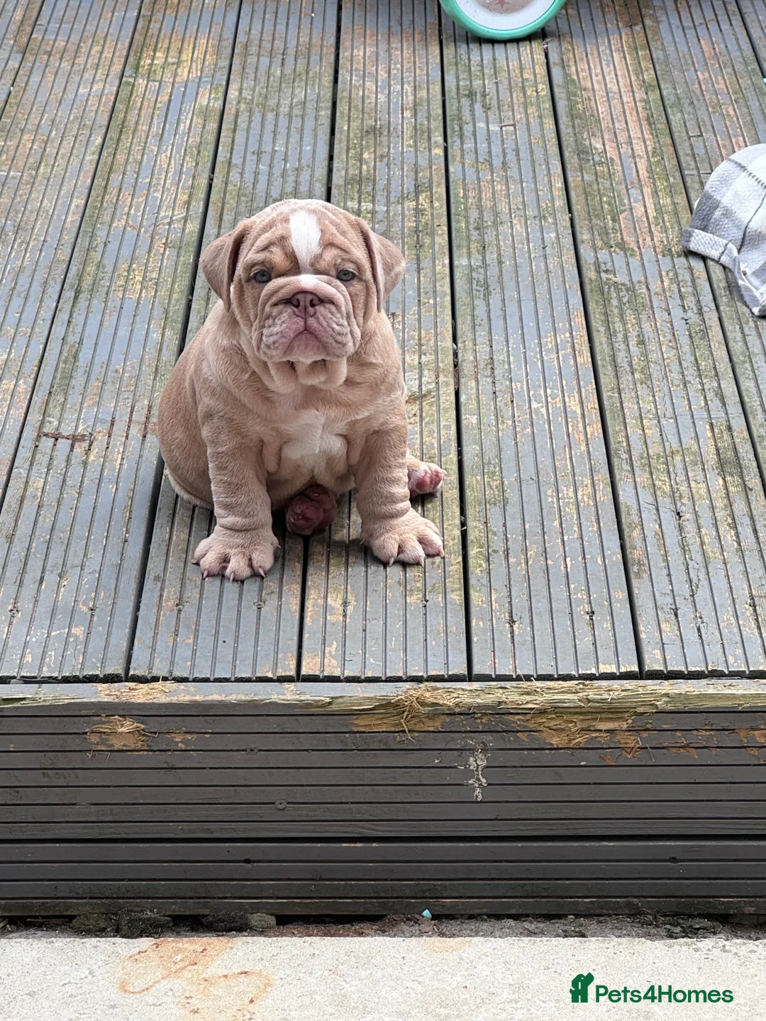 English Bulldog dogs for stud: Red Bulldog Stud - Advert 17