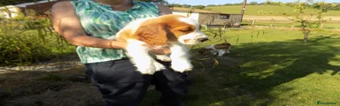 Welsh Springer Spaniel 2
