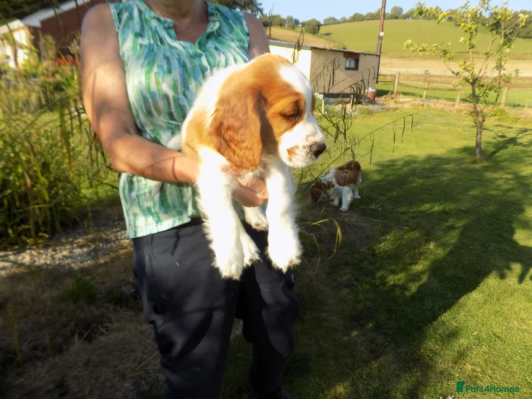 Welsh Springer Spaniel dogs for sale: One little boy still available. - Advert 2