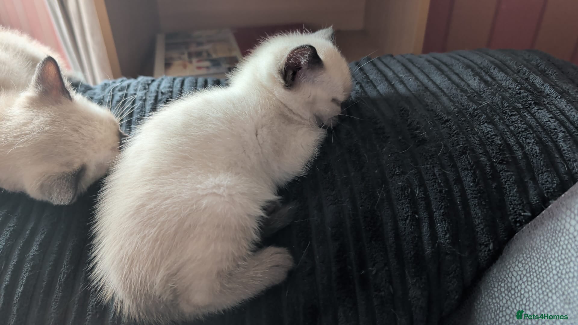 Mixed Breed cats for sale: Siamese Cross Ragdoll kittens plus black/white - Advert 9
