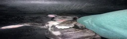 Mixed Breed dogs for sale: 2 beautiful girls left  - Advert 29