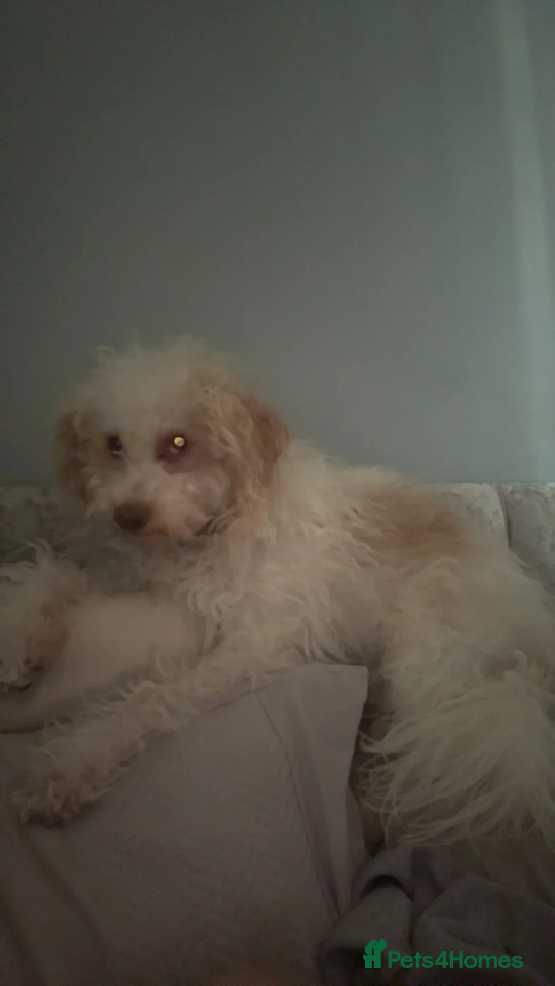 Cavapoo dogs for sale: Cavapoo MALE 2years old  in Norwich - Advert 11