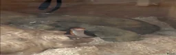 Corn Snake reptiles for sale: Two beautiful corn snakes for sale - Advert 5