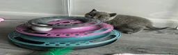 Scottish Fold cats for sale: Beautiful Scottish Kitten, Tica registered - Advert 5