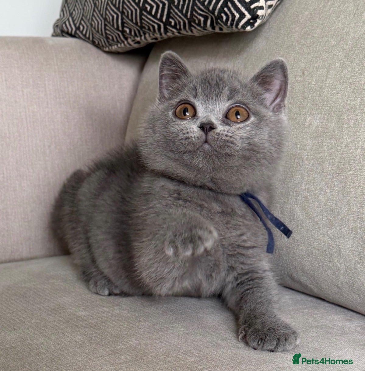 British Shorthair cats Beautiful kittens  - Advert 17