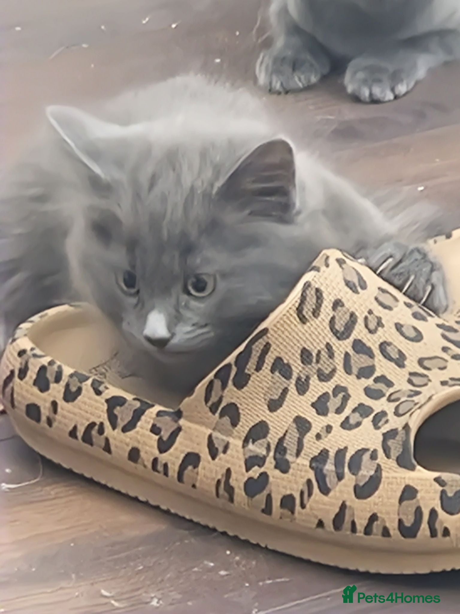 Mixed Breed cats Gorgeous grey kittens - Advert 12