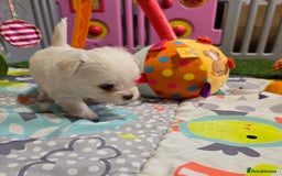 Mixed Breed dogs for sale: F1 Malchi puppys from health tested parents  - Image 15