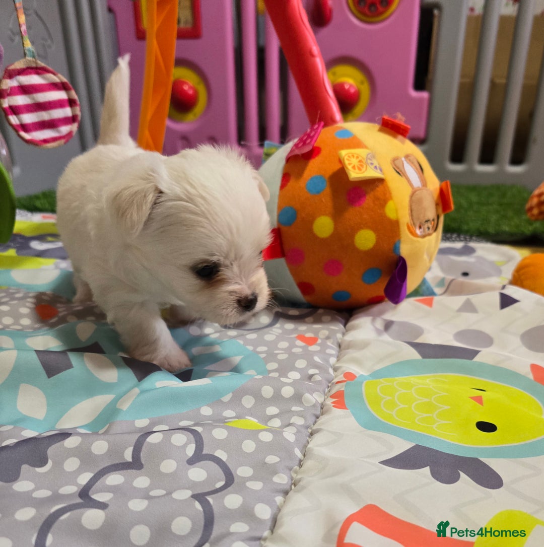 Mixed Breed dogs for sale: F1 Malchi puppys from health tested parents  - Image 15
