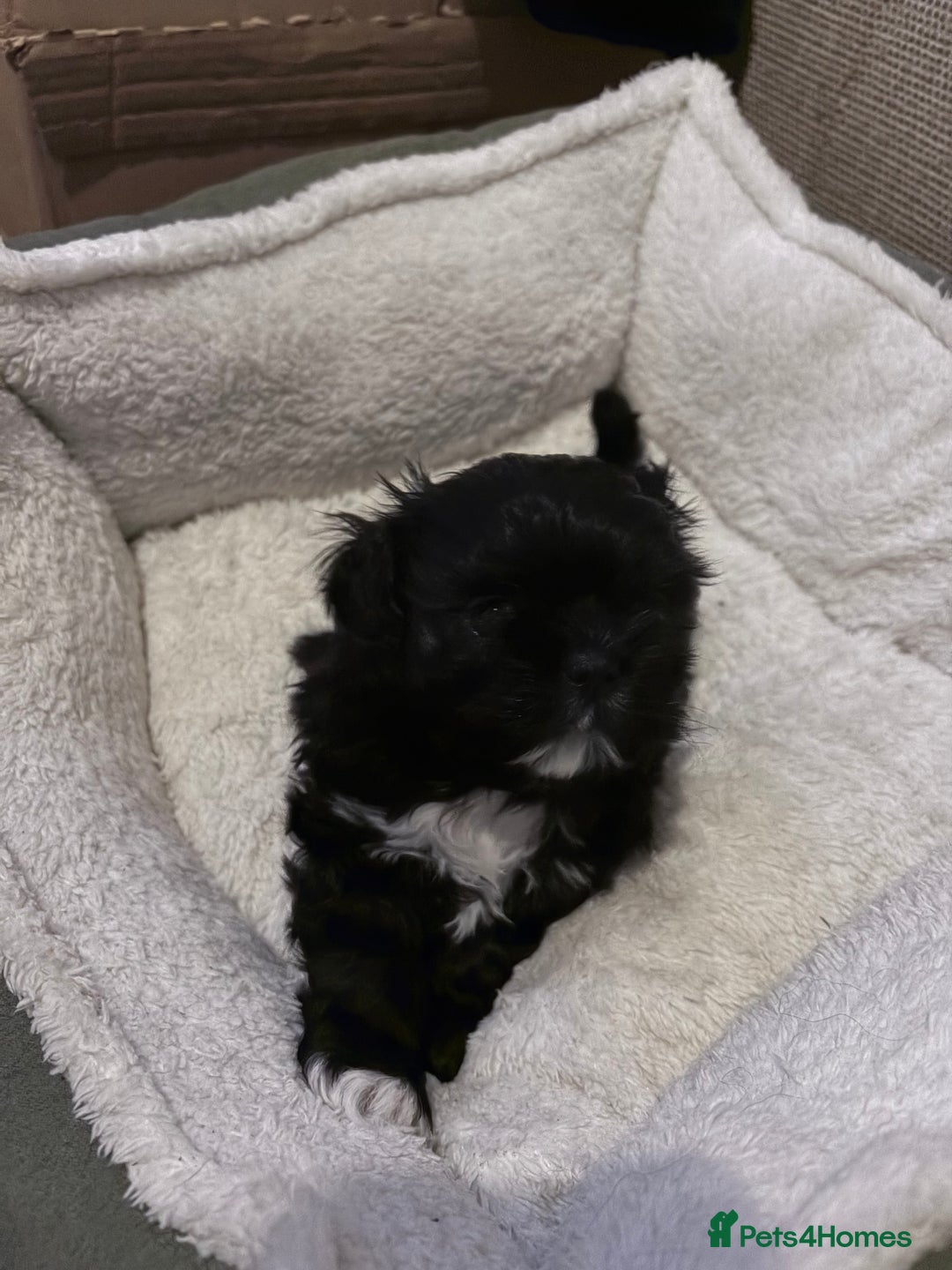 Shih Tzu dogs for sale: shih tzu boy for sale  - Advert 5