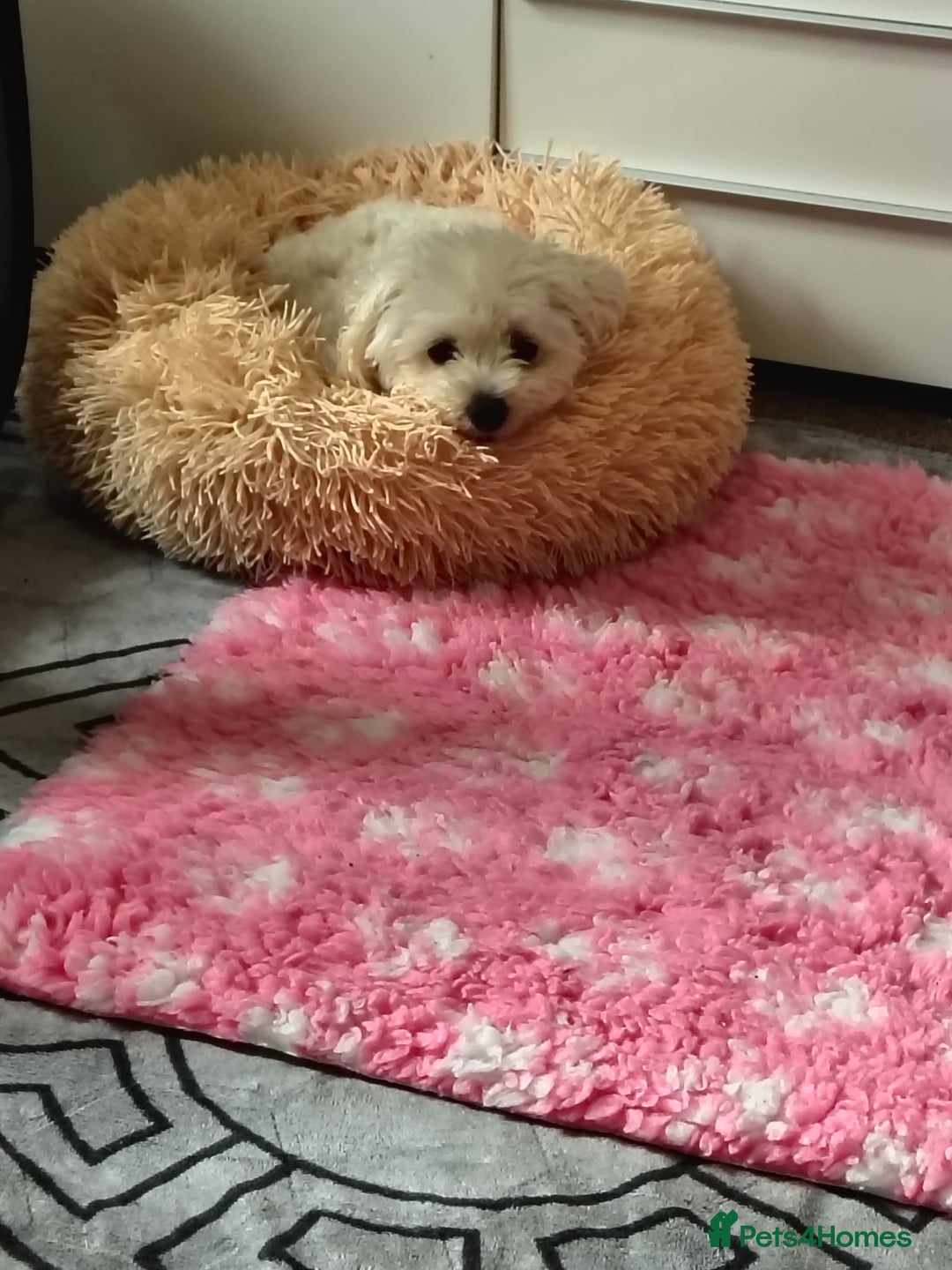 Mixed Breed dogs for sale: Beautiful male mixed breed puppy - Advert 6