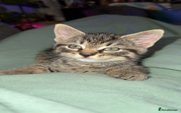 Mixed Breed cats for sale: Beautiful kittens!!!!! READY from 7/08/25 - Image 8