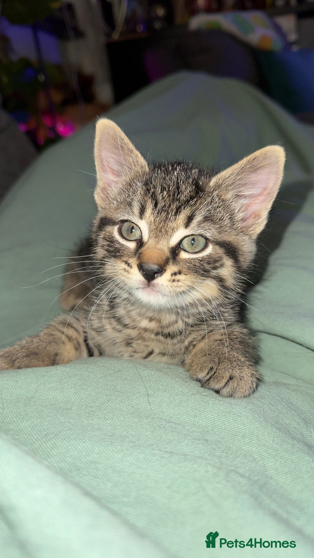 Mixed Breed cats for sale: Beautiful kittens!!!!! READY from 7/08/25 - Image 8