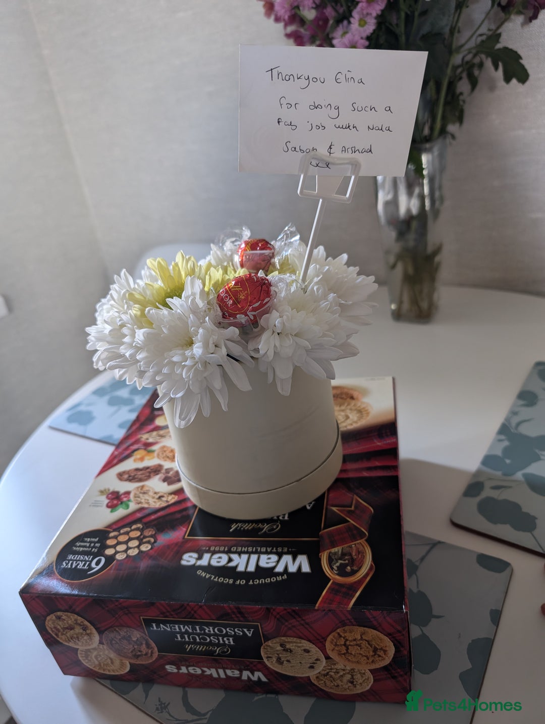 British Shorthair cats for stud: GCCF CHAMPION,TICA registered  in Barnsley - Advert 17