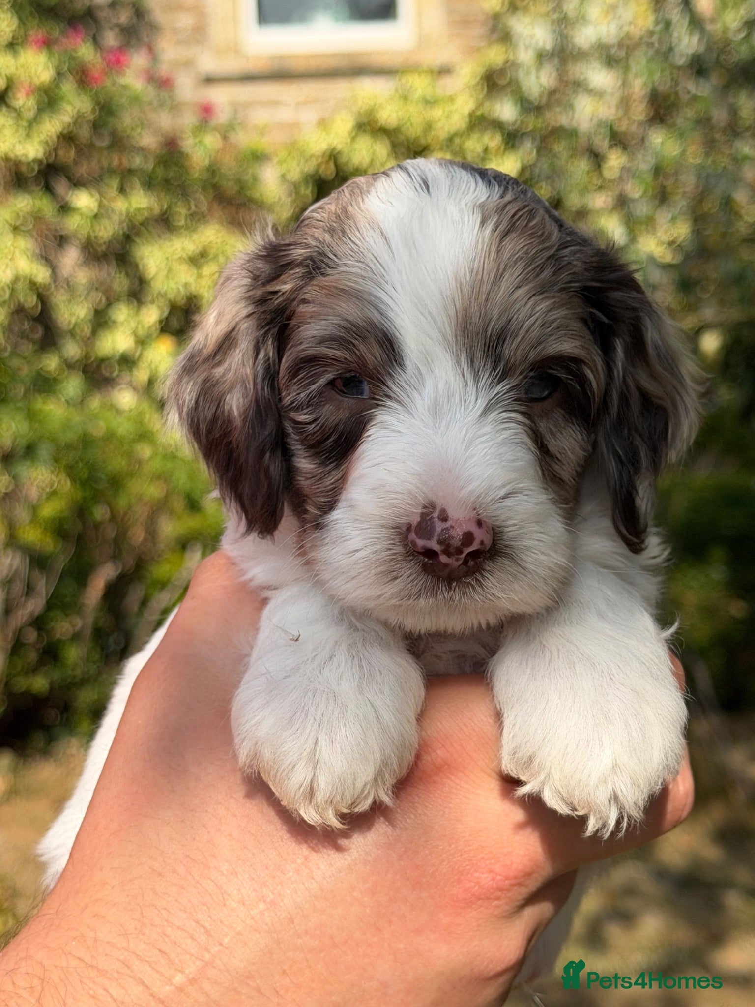 Sproodle dogs F1 Sproodles FULL DNA 5⭐️ Licensed Breeder - Advert 2